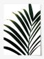 Preview: Palm Leaf, Poster