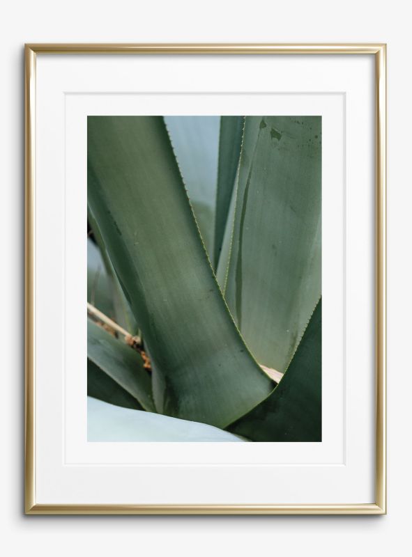 Agave, Poster