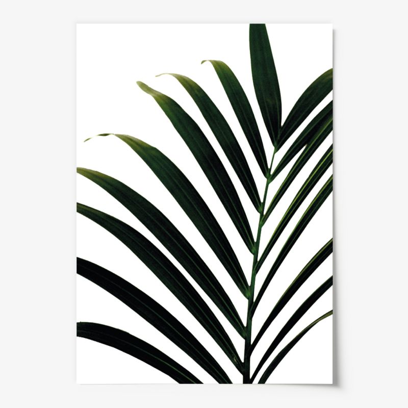 Palm Leaf, Poster